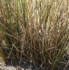 Juncus sp. at Monitoring Site 123 - Revegetation - 4 Mar 2021 10:58 AM