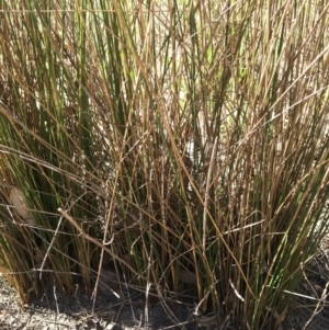 Juncus sp. at Undefined Area - 4 Mar 2021 10:58 AM