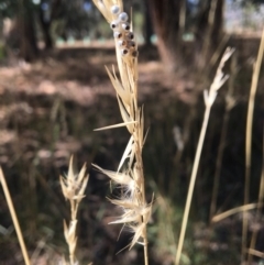 Rytidosperma sp. (Wallaby Grass) at Baranduda, VIC - 4 Mar 2021 by Alburyconservationcompany
