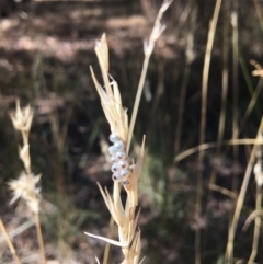 Rytidosperma sp. at Monitoring Site 123 - Revegetation - 4 Mar 2021 11:04 AM