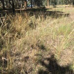 Rytidosperma sp. at Monitoring Site 123 - Revegetation - 4 Mar 2021 11:04 AM