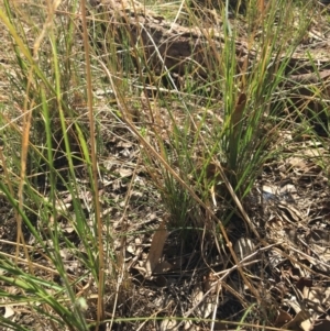 Rytidosperma sp. at Monitoring Site 123 - Revegetation - 4 Mar 2021 11:04 AM