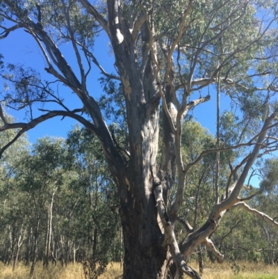 Eucalyptus blakelyi (Blakely's Red Gum) at Baranduda, VIC - 4 Mar 2021 by Alburyconservationcompany