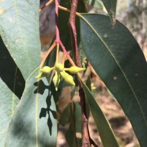 Eucalyptus blakelyi at Baranduda, VIC - 4 Mar 2021
