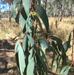 Eucalyptus blakelyi at Baranduda, VIC - 4 Mar 2021 11:23 AM