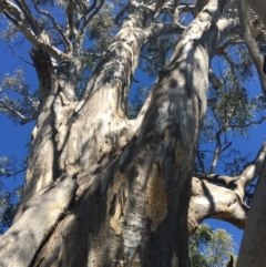 Eucalyptus blakelyi at Baranduda, VIC - 4 Mar 2021 11:23 AM