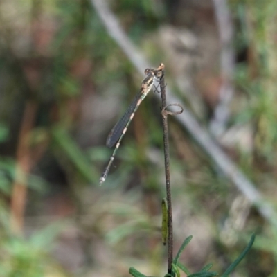 Austrolestes leda (Wandering Ringtail) at Red Hill to Yarralumla Creek - 3 Mar 2021 by JackyF