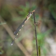 Austrolestes leda at Hughes, ACT - 3 Mar 2021