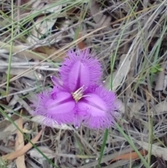 Thysanotus tuberosus subsp. tuberosus (Common Fringe-lily) at Mongarlowe, NSW - 11 Dec 2020 by MelitaMilner