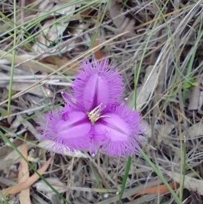 Thysanotus tuberosus subsp. tuberosus (Common Fringe-lily) at Mongarlowe, NSW - 11 Dec 2020 by MelitaMilner