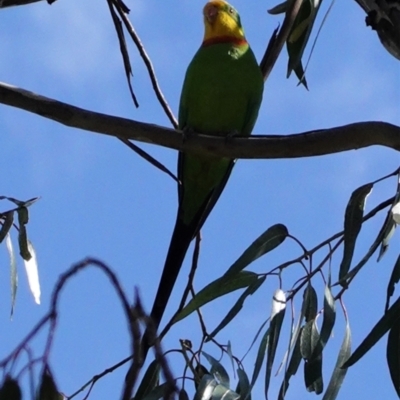 Polytelis swainsonii (Superb Parrot) at Hughes Grassy Woodland - 2 Mar 2021 by JackyF