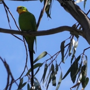 Polytelis swainsonii at Hughes, ACT - 2 Mar 2021