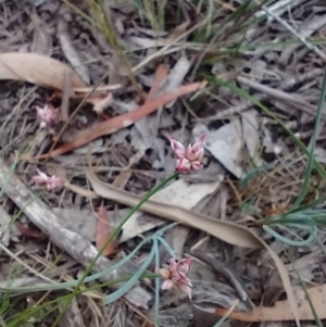 Laxmannia gracilis at Mongarlowe, NSW - 11 Dec 2020
