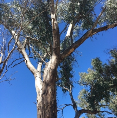 Eucalyptus blakelyi (Blakely's Red Gum) at Leneva, VIC - 4 Mar 2021 by Alburyconservationcompany