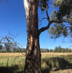 Eucalyptus blakelyi at Monitoring Site 110 - Remnant - 4 Mar 2021 11:46 AM