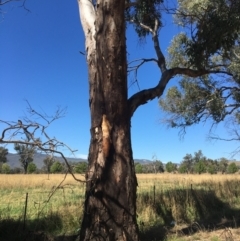 Eucalyptus blakelyi at Monitoring Site 110 - Remnant - 4 Mar 2021