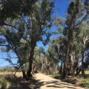 Eucalyptus blakelyi at Monitoring Site 110 - Remnant - 4 Mar 2021 11:46 AM