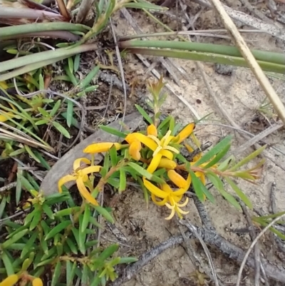 Persoonia chamaepeuce (Dwarf Geebung) at QPRC LGA - 11 Dec 2020 by MelitaMilner