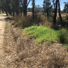 Cenchrus clandestinus (Kikuyu Grass) at Leneva, VIC - 4 Mar 2021 by Alburyconservationcompany