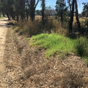 Cenchrus clandestinus at Leneva, VIC - 4 Mar 2021