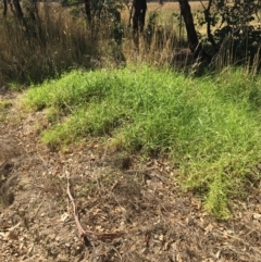 Cenchrus clandestinus at Leneva, VIC - 4 Mar 2021