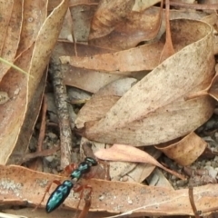 Diamma bicolor (Blue ant, Bluebottle ant) at Booth, ACT - 3 Mar 2021 by KMcCue