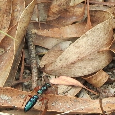 Diamma bicolor (Blue ant, Bluebottle ant) at Namadgi National Park - 3 Mar 2021 by KMcCue
