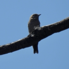 Artamus cyanopterus cyanopterus (Dusky Woodswallow) at Booth, ACT - 3 Mar 2021 by KMcCue