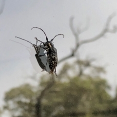 Ancita crocogaster (Longhorn or Longicorn beetle) at Booth, ACT - 3 Mar 2021 by KMcCue