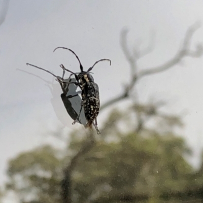 Ancita crocogaster (Longhorn or Longicorn beetle) at Booth, ACT - 3 Mar 2021 by KMcCue