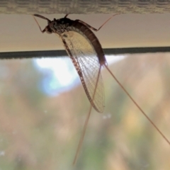 Ephemeroptera (order) (Unidentified Mayfly) at Namadgi National Park - 3 Mar 2021 by KMcCue