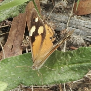 Heteronympha merope at Booth, ACT - 3 Mar 2021 03:12 PM