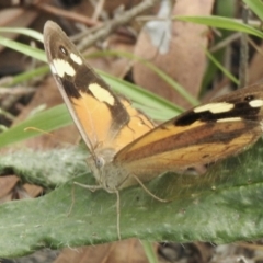 Heteronympha merope at Booth, ACT - 3 Mar 2021 03:12 PM