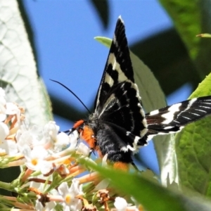 Phalaenoides glycinae at Hughes, ACT - 1 Mar 2021