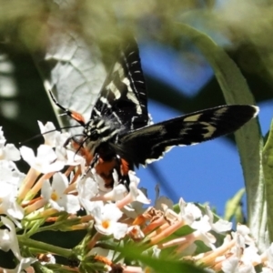 Phalaenoides glycinae at Hughes, ACT - 1 Mar 2021 10:23 AM