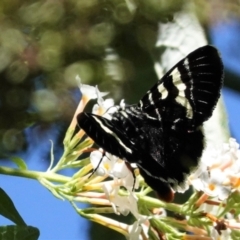 Phalaenoides glycinae at Hughes, ACT - 1 Mar 2021