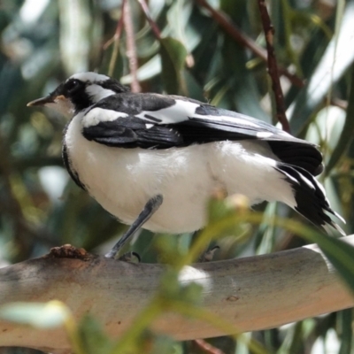 Grallina cyanoleuca (Magpie-lark) at Red Hill Nature Reserve - 28 Feb 2021 by JackyF