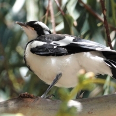 Grallina cyanoleuca at Deakin, ACT - 28 Feb 2021