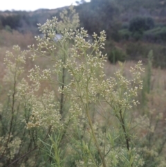 Cassinia quinquefaria (Rosemary Cassinia) at Greenway, ACT - 31 Jan 2021 by michaelb