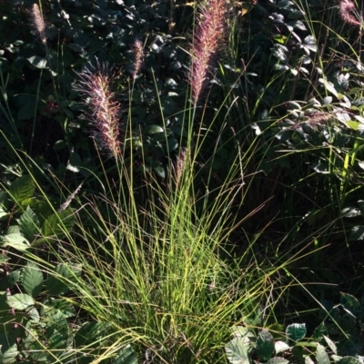 Cenchrus purpurascens (Swamp Foxtail) at Bonython, ACT - 4 Mar 2021 by GG