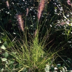 Cenchrus purpurascens (Swamp Foxtail) at Pine Island to Point Hut - 3 Mar 2021 by GG