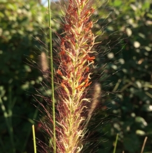 Cenchrus purpurascens at Bonython, ACT - 4 Mar 2021