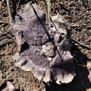 Calvatia cyathiformis at Deakin, ACT - 26 Feb 2021