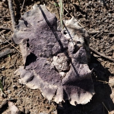Calvatia cyathiformis at Hughes Grassy Woodland - 25 Feb 2021 by JackyF