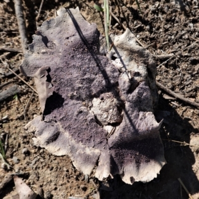 Calvatia cyathiformis at Deakin, ACT - 26 Feb 2021 by JackyF