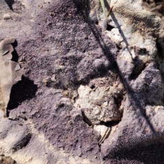 Calvatia cyathiformis at Deakin, ACT - 26 Feb 2021