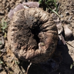 Calvatia cyathiformis at Deakin, ACT - 26 Feb 2021