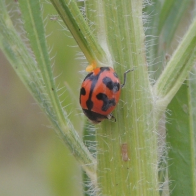 Coccinella transversalis (Transverse Ladybird) at Greenway, ACT - 31 Jan 2021 by MichaelBedingfield