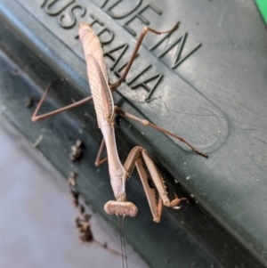 Pseudomantis albofimbriata at Hughes, ACT - 26 Feb 2021 06:32 PM