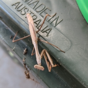 Archimantis sp. (genus) at Hughes, ACT - 26 Feb 2021